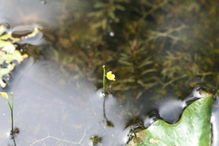 Utricularia exoleta